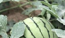 谁吃康县网红的瓜了,网红瓜引发的网络热议，谁成了这场盛宴的“瓜农”？